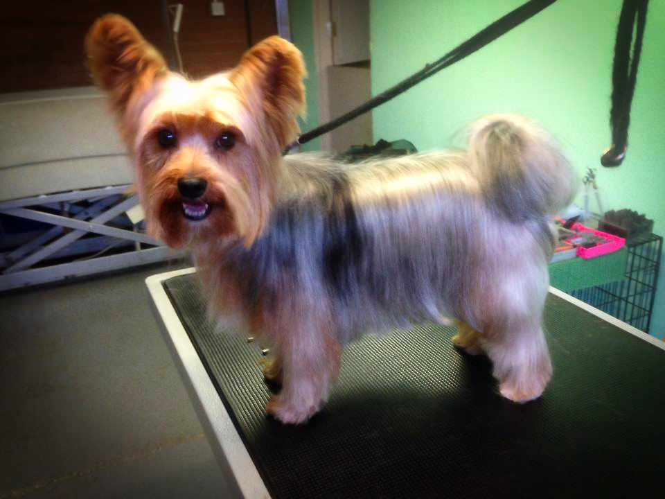 Dishy Dogs - very cute